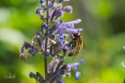 Citroenpendelvlieg (Helophilus trivittatus)