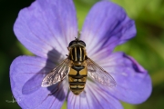 Gewone pendelvlieg /  European hoverfly (Helophilus pendulus)