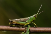 Krasser / Meadow Grasshopper (Pseudochorthippus parallelus)