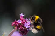 Aardhommel / Buff-tailed Bumblebee (Bombus terrestris)