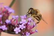 Blinde bij / Drone Fly (Eristalis tenax)