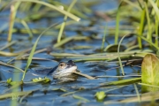 Heikikker / Moor Frog (Rana arvalis)