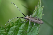 Gewone distelboktor / Golden-bloomed grey longhorn beetle (Agapanthia villosoviridescens)