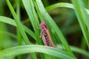 Bruine sprinkhaan met erythrisme / Common Field Grasshopper with erythrism (Chorthippus brunneus)