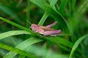 Bruine sprinkhaan met erythrisme / Common Field Grasshopper with erythrism (Chorthippus brunneus)