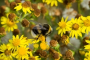 Veldhommel / White-tailed Bumblebee (Bombus lucorum)