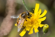 Blinde bij / Drone Fly (Eristalis tenax)