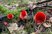 Krulhaarkelkzwam / Scarlet Elfcup (Sarcoscypha austriaca)