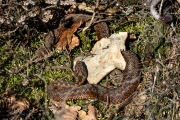 Adder / Common Viper (Vipera berus)