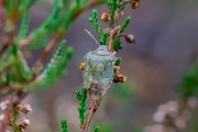 Groene schildwants /  Green Shield Bug (Palomena prasina)