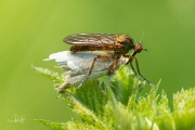 Akkerdisteldansvlieg (Empis livida) met/with Groene eikenbladroller / Green Oak Tortrix (Tortrix viridana)