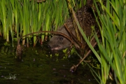 West-Europese egel / Western Hedgehog (Erinaceus europaeus)