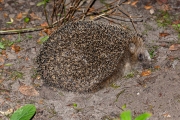 West-Europese egel / Western Hedgehog (Erinaceus europaeus)