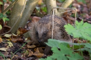 West-Europese egel / Western Hedgehog (Erinaceus europaeus)