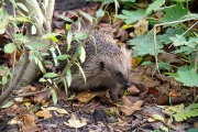 West-Europese egel / Western Hedgehog (Erinaceus europaeus)