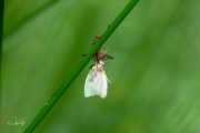 Akkerdisteldansvlieg (Empis livida) met/with Groene eikenbladroller / Green Oak Tortrix (Tortrix viridana)