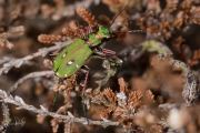 Groene zandloopkever / Green Tiger Beetle (Cicindela campestris)