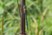 Paardenbijter / Migrant Hawker (Aeshna mixta)