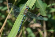 Paardenbijter / Migrant Hawker (Aeshna mixta)