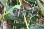 Paardenbijter / Migrant Hawker (Aeshna mixta)