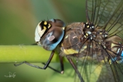 Paardenbijter / Migrant Hawker (Aeshna mixta)