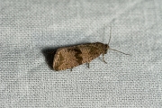 Paardenbloembladroller (Celypha striana), micro