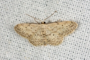 Paardenbloemspanner / Small Dusty Wave (Idaea seriata)