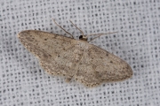 Paardenbloemspanner / Small Dusty Wave (Idaea seriata)