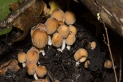 Gewone glimmerinktzwam / Mica cap (Coprinellus micaceus)