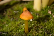 Zwartwordende wasplaat / Witch's hat (Hygrocybe conica)