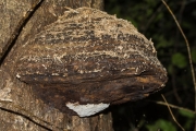 Echte tonderzwam / Tinder fungus (Fomes fomentarius)