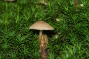 Helmmycena / Common bonnet (Mycena galericulata)