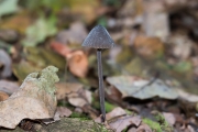 Zwarte melksteelmycena / Black milking bonnet (Mycena galopus var. nigra)