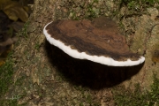 Dikrandtonderzwam (Ganoderma adspersum)