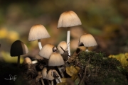 Gewone glimmerinktzwam / Mica cap (Coprinellus micaceus)