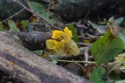 Gele trilzwam / Witches' butter (Tremella mesenterica)