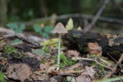 Hazenpootje / Harefoot mushroom (Coprinopsis lagopus)