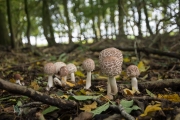 Knolparasolzwam / Shaggy parasol (Chlorophyllum rhacodes)