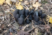 Houtknotszwam / Dead man's fingers (Xylaria polymorpha)