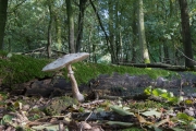 Knolparasolzwam / Shaggy parasol (Chlorophyllum rhacodes)