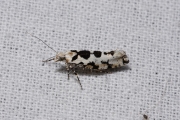 Panterspitskopmot (Ypsolopha sequella), micro