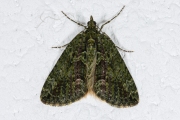 Papegaaitje / Red-green Carpet (Chloroclysta siterata)