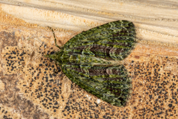 Papegaaitje / Red-green Carpet (Chloroclysta siterata)