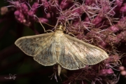 Parelmoermot / Mother of Pearl (Pleuroptya ruralis), micro