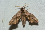 Pauwoogpijlstaart / Eyed Hawk-moth (Smerinthus ocellata)