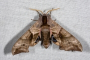 Pauwoogpijlstaart / Eyed Hawk-moth (Smerinthus ocellata)