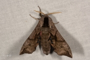 Pauwoogpijlstaart / Eyed Hawk-moth (Smerinthus ocellata)