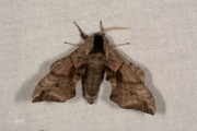 Pauwoogpijlstaart / Eyed Hawk-moth (Smerinthus ocellata)