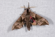 Pauwoogpijlstaart / Eyed Hawk-moth (Smerinthus ocellata)