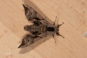 Pauwoogpijlstaart / Eyed Hawk-moth (Smerinthus ocellata)